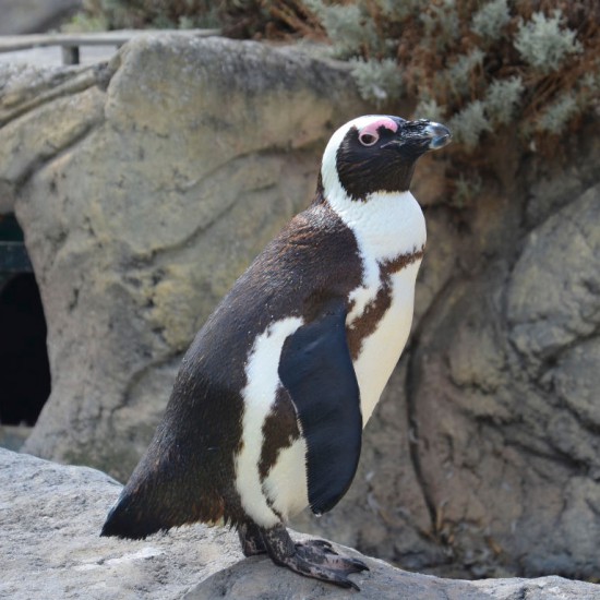 Penguin at Océarium in Croisic