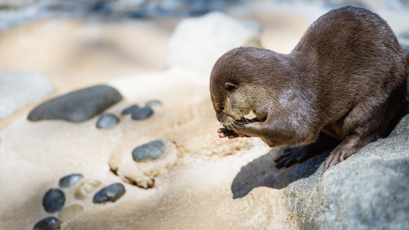 Otter at Palmyre Zoo