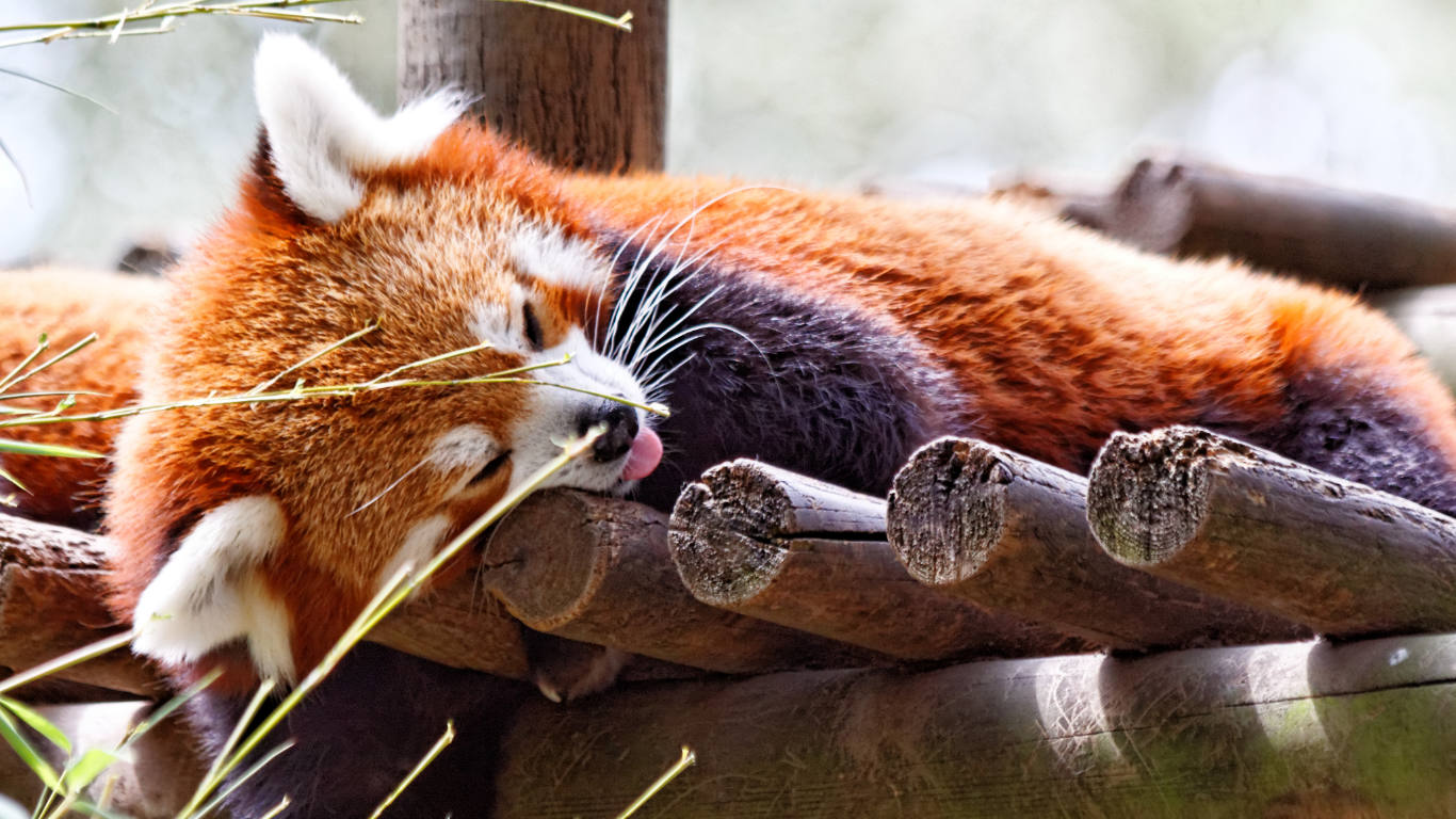 Red Panda at Palmyre Zoo