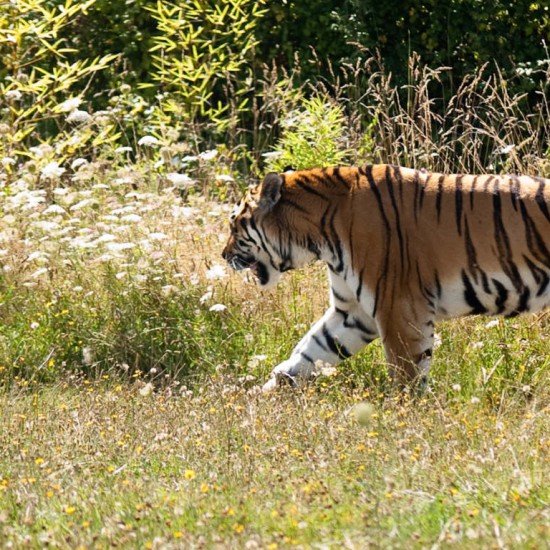 Tiger at Planète Sauvage