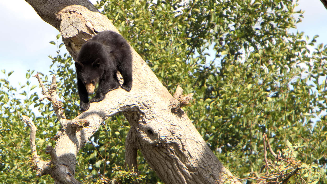 Black bear at Planète Sauvage