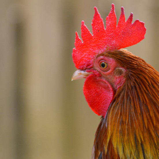 Rooster at Zoodyssée