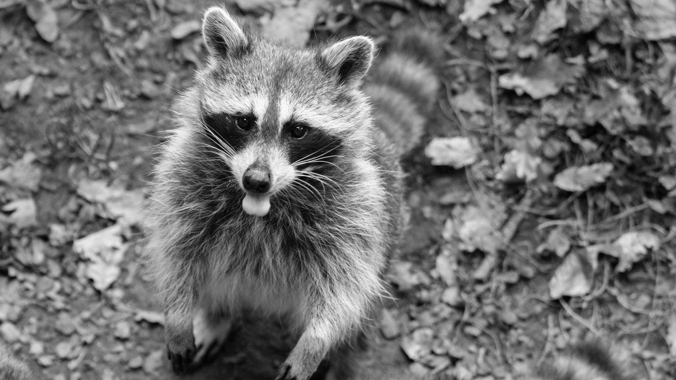 Raccoon at Zoodyssée