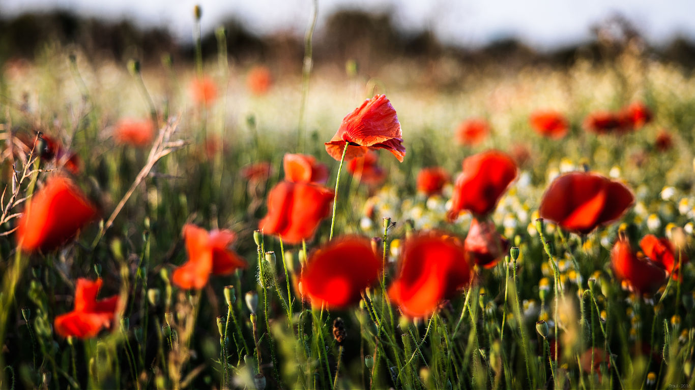 Poppies at nature reserve Lilleau des Niges