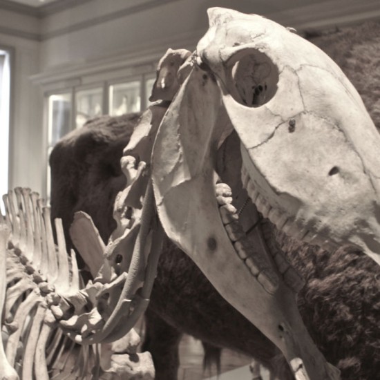 Natural History Museum La Rochelle