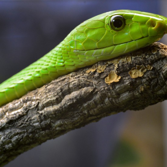 Green mamba at Planet Exotica
