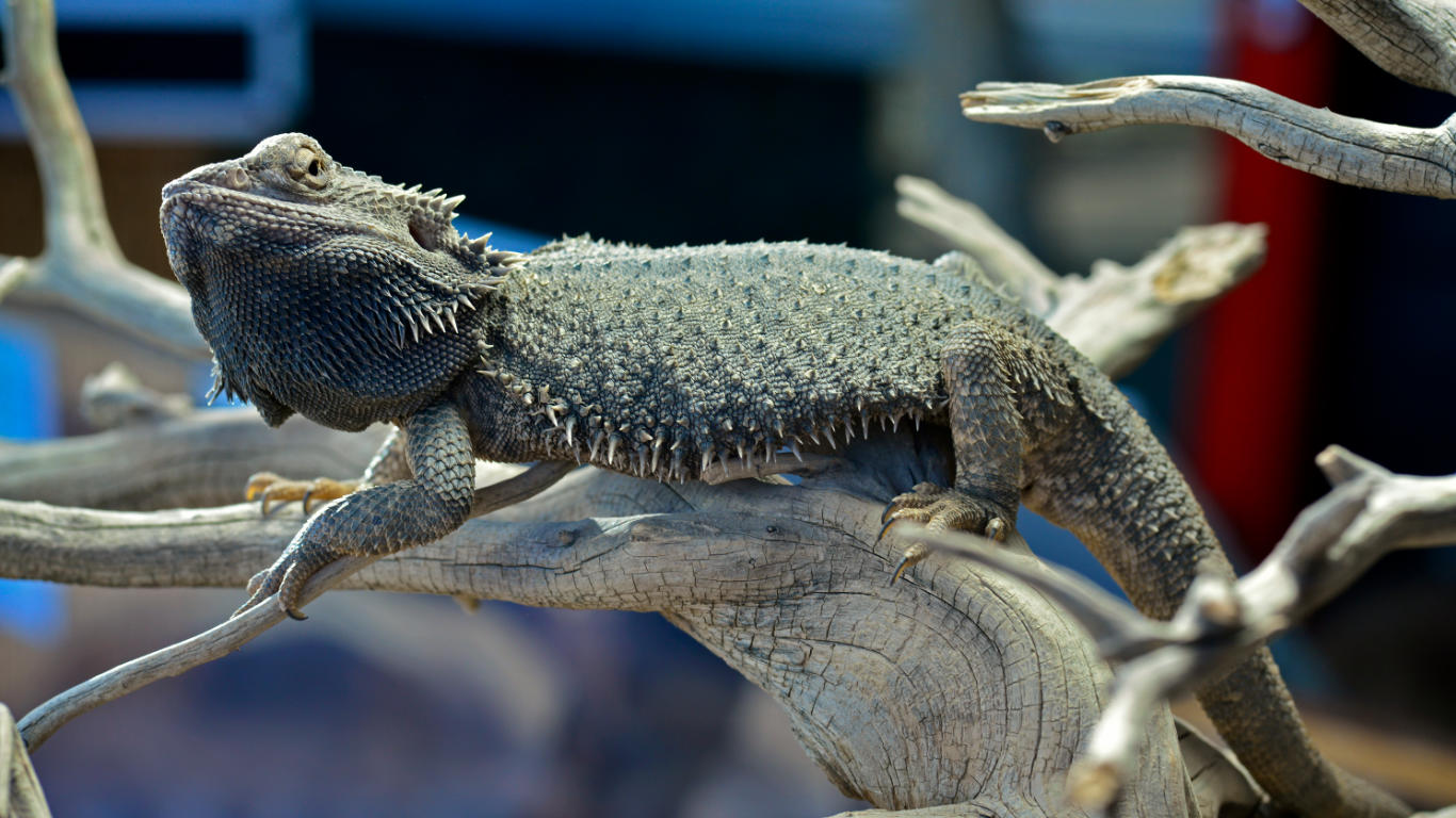 Chameleon at Planet Exotica