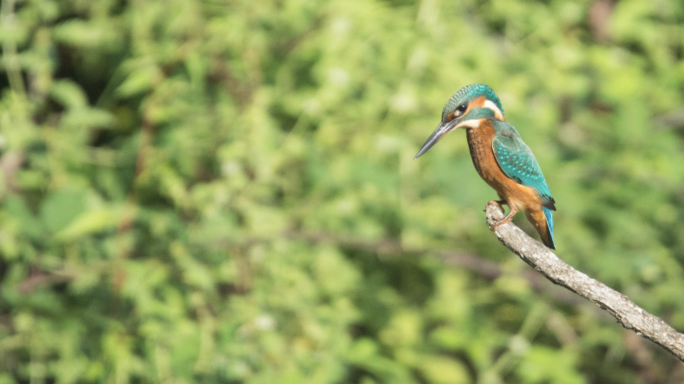 Bird at Le Teich Nature Reserve
