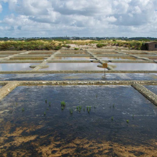 Terre de sel, Guérande