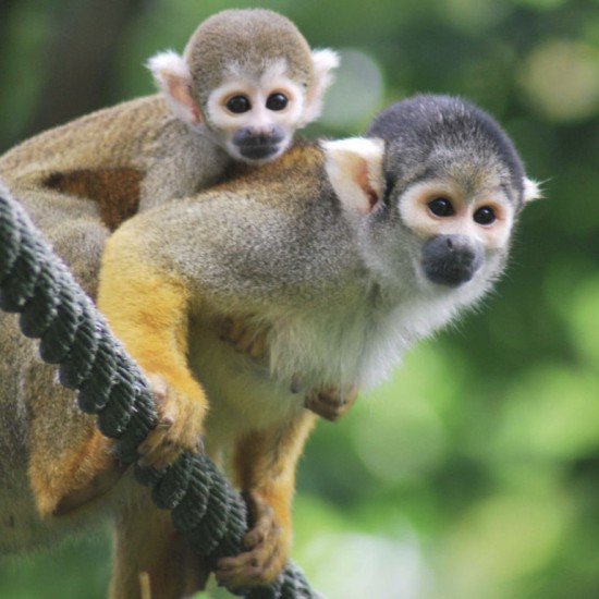 Monkies in La Vallée des Singes