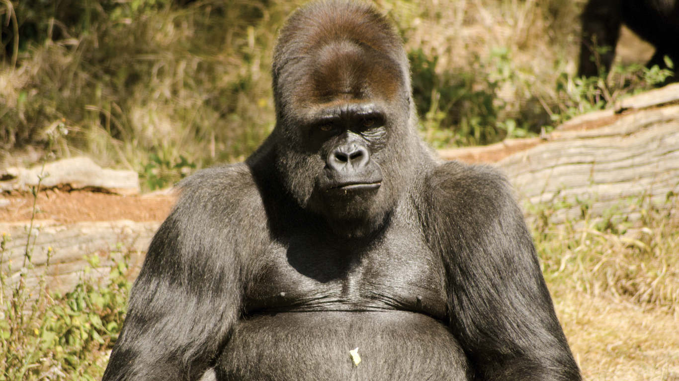 Gorilla in La Vallée des Singes