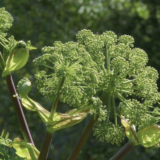 Angelica