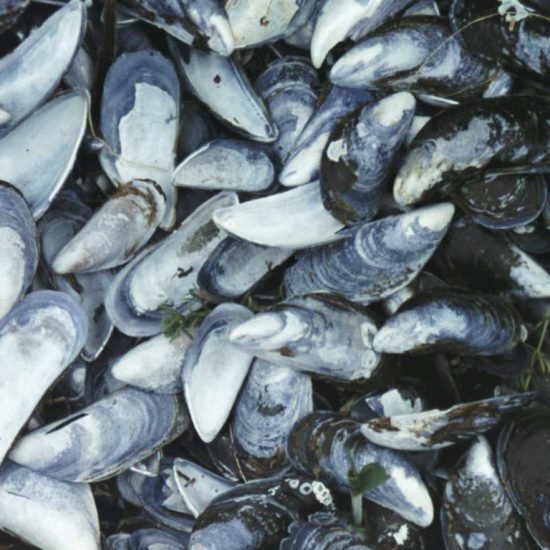 Mussels
