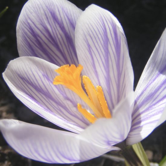 Saffron flower