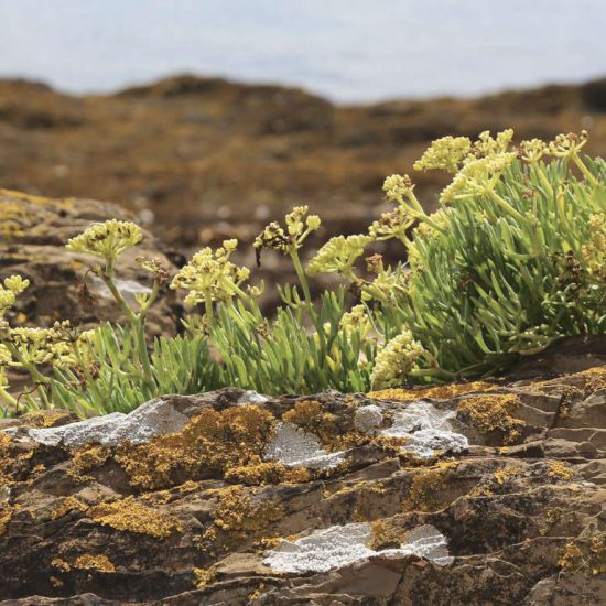 Samphire