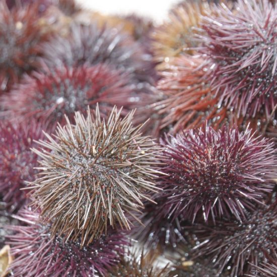 Sea uchins