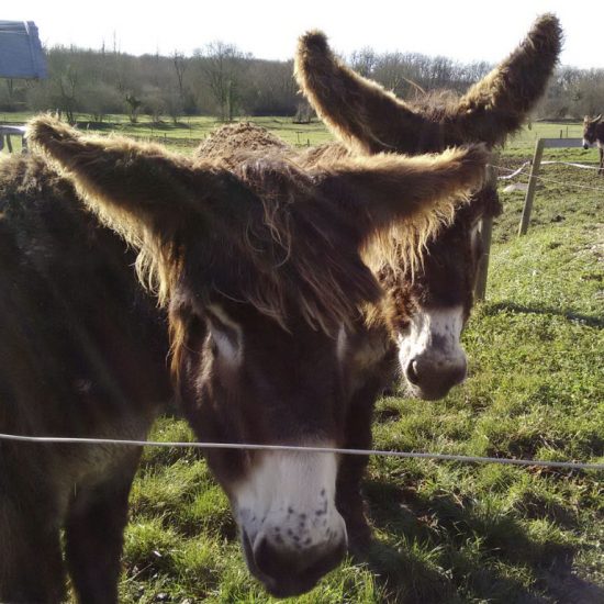 Donkeys at L’Asinerie du Baudet du Poitou